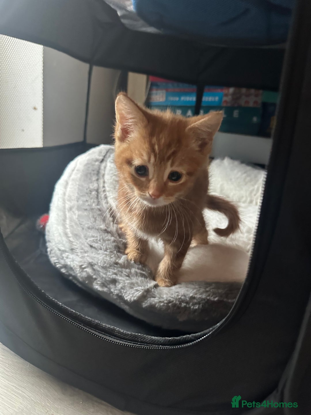 Mixed Breed cats for sale: 2 Gorgeous kittens available  - Advert 5