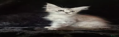 Maine Coon 1