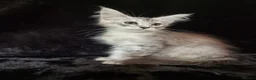 Maine Coon cats for sale: Active Tica Reg Maine Coone Kittens READY - Advert 7