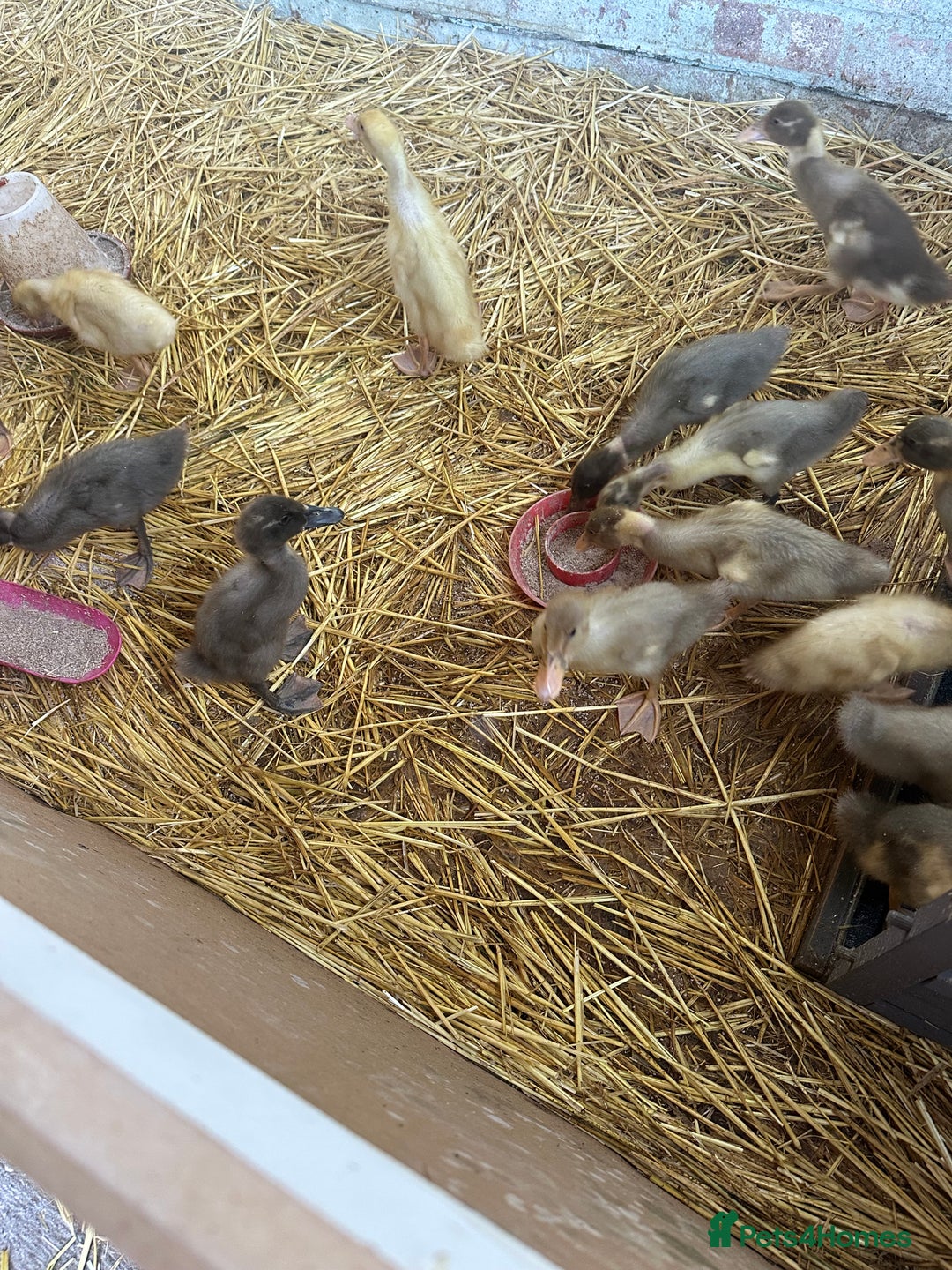 Ducks poultry for sale: Indian Runner Ducklings - PLEASE READ DESCRIPTION - Image 2