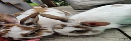 Mixed Breed rabbits for sale: Pair of male sibling mixed breed rabbits  - Advert 3