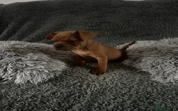 Mixed Breed dogs for sale: Rare breed French Bulldog x English bulldog   - Image 14