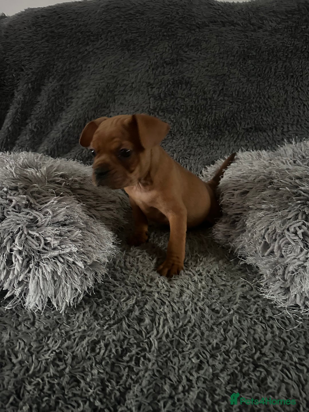 Mixed Breed dogs for sale: Rare breed French Bulldog x English bulldog   - Image 14