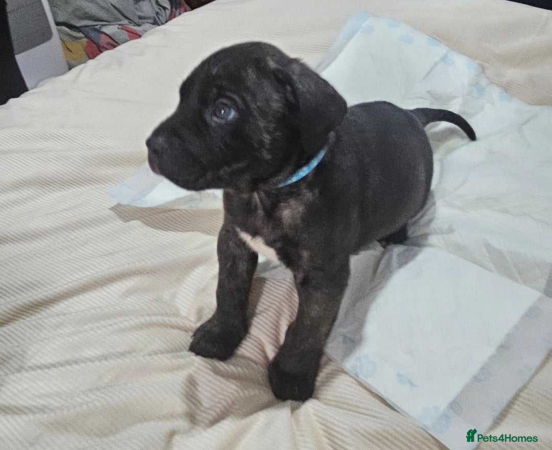 Mixed Breed dogs for sale: Pure Cane corso / pure presa canario puppies. - Image 8