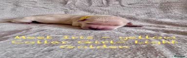 Iris - Yellow Collar
