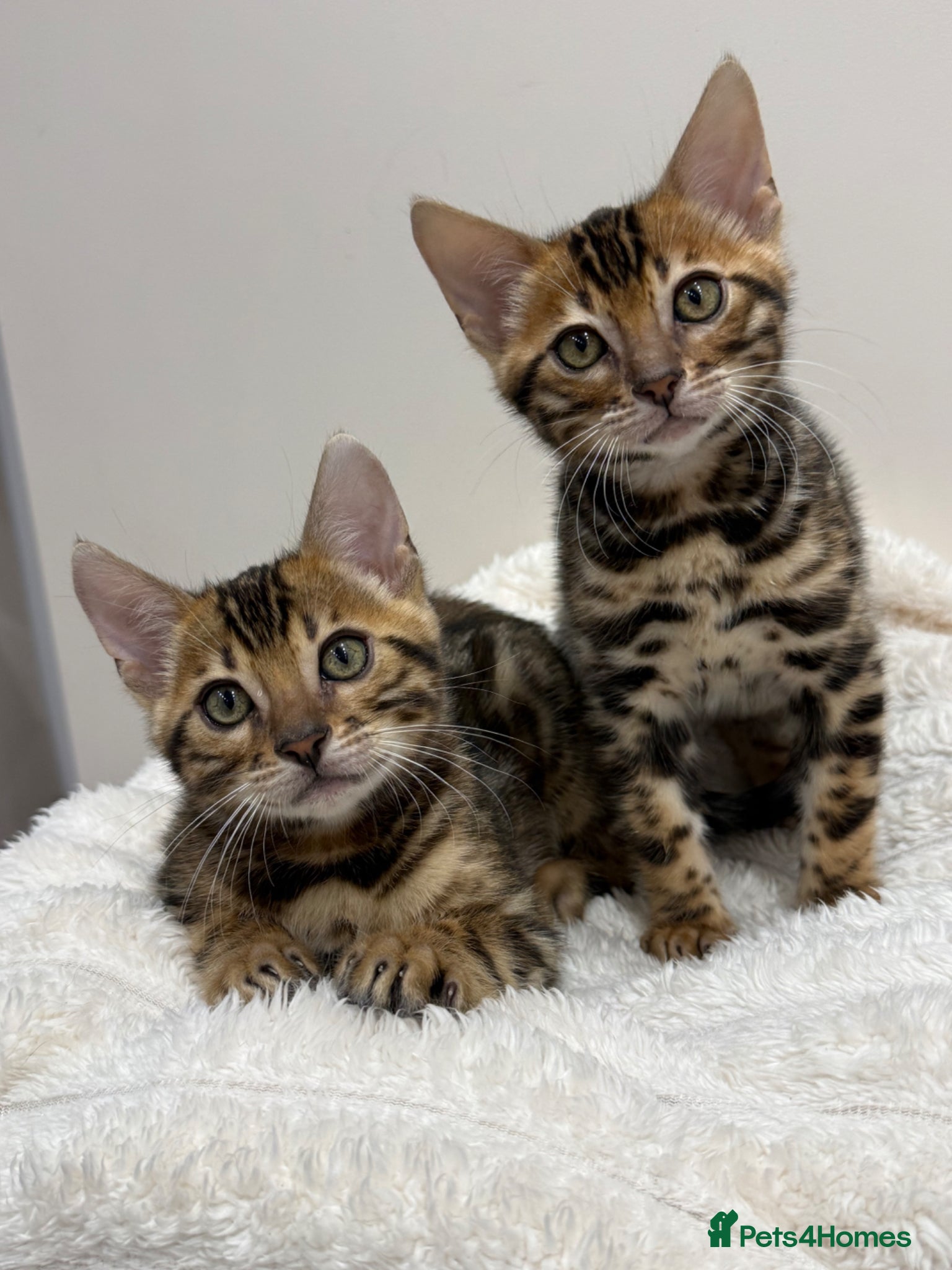 Bengal cats 🐆Adorable pedigree bengal kittens 🐆 - Advert 17