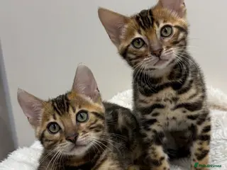 Bengal cats 🐆Adorable pedigree bengal kittens 🐆 - Advert 17