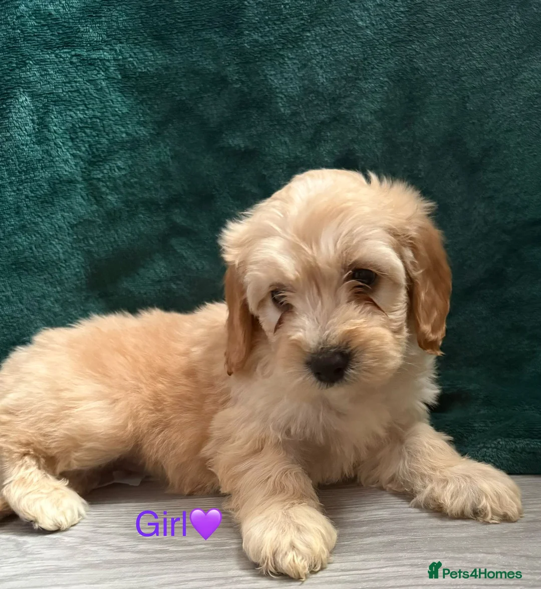 Cockapoo dogs for sale: Adorable puppies - Advert 10