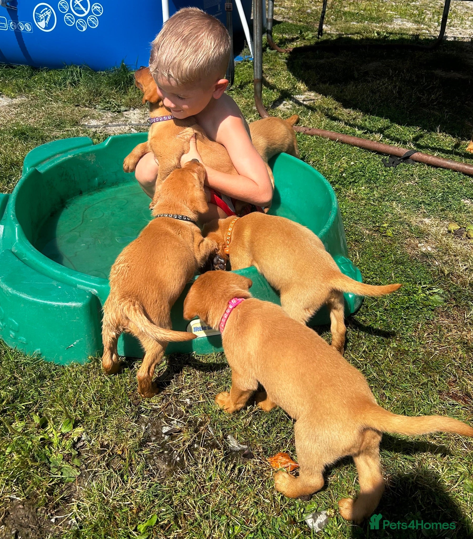 Labrador Retriever dogs Gorgeous Male Fox Red Labrador Puppies  - Advert 2