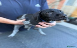 Mixed Breed dogs for sale: German shorthair pointer/wirehairpointer - Image 2