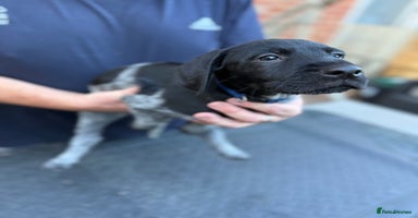 Mixed Breed dogs - Advert 14