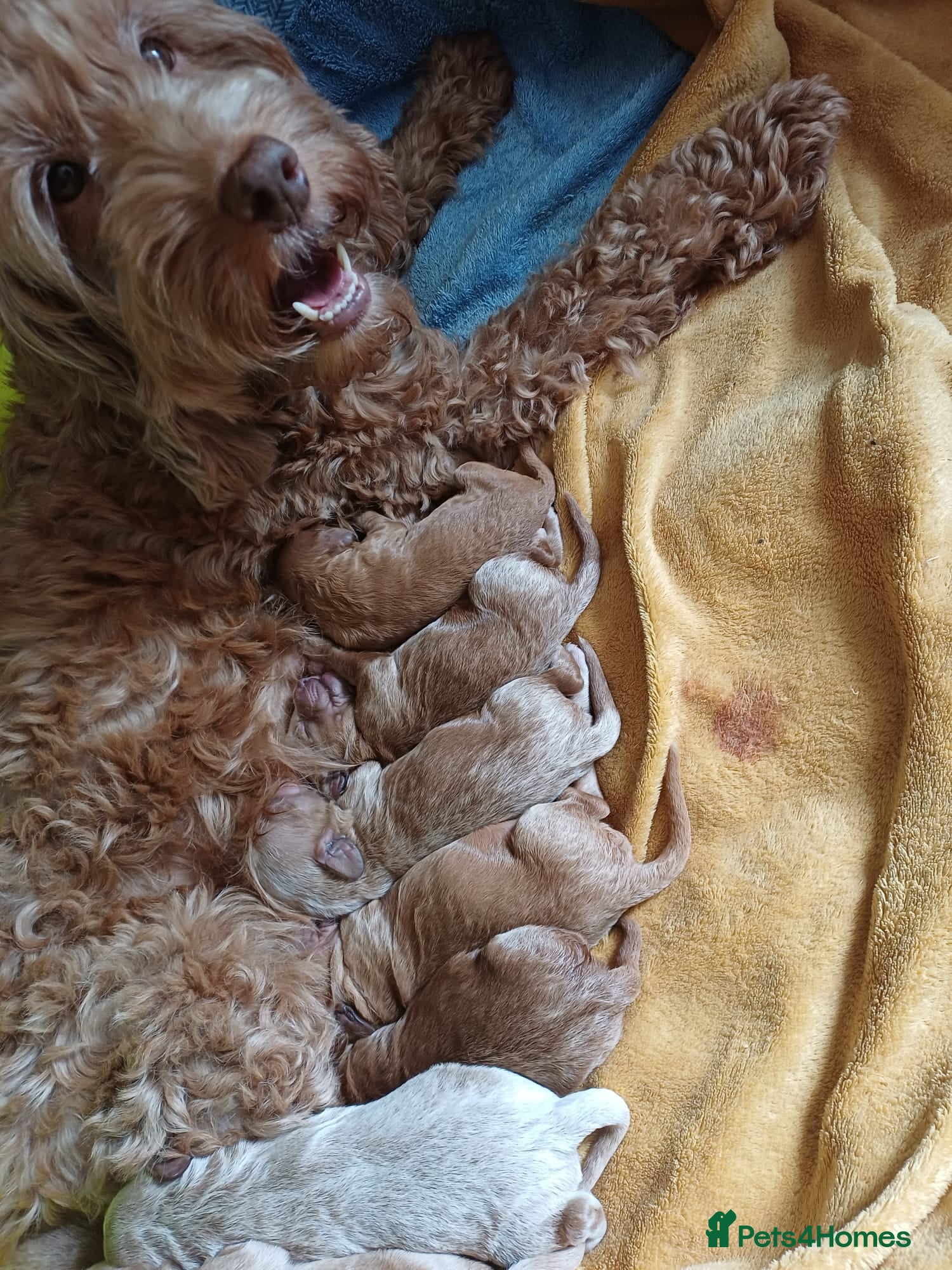 Cockapoo dogs DNA clear fox red F1b Cockapoos - Advert 2