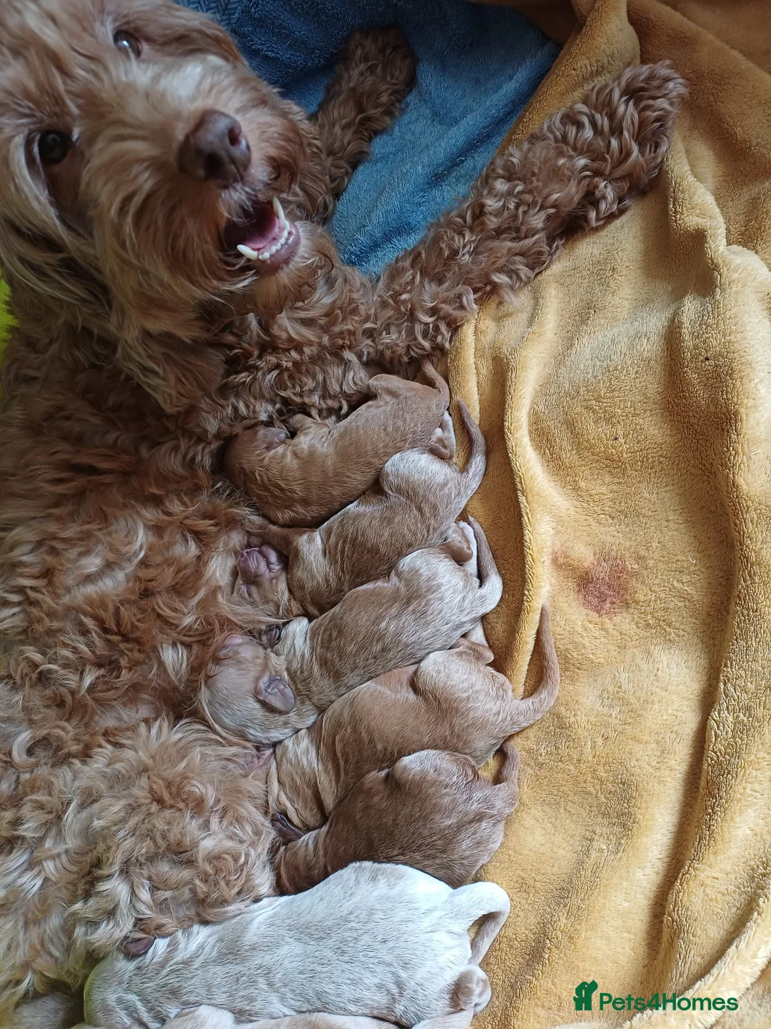 Cockapoo dogs for sale: ONLY ONE DARK BROWN FEMALE LEFT - Advert 1