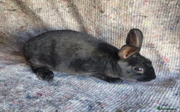 Rex rabbits for sale: 2 x stunning Mini Rex bucks  - Image 6