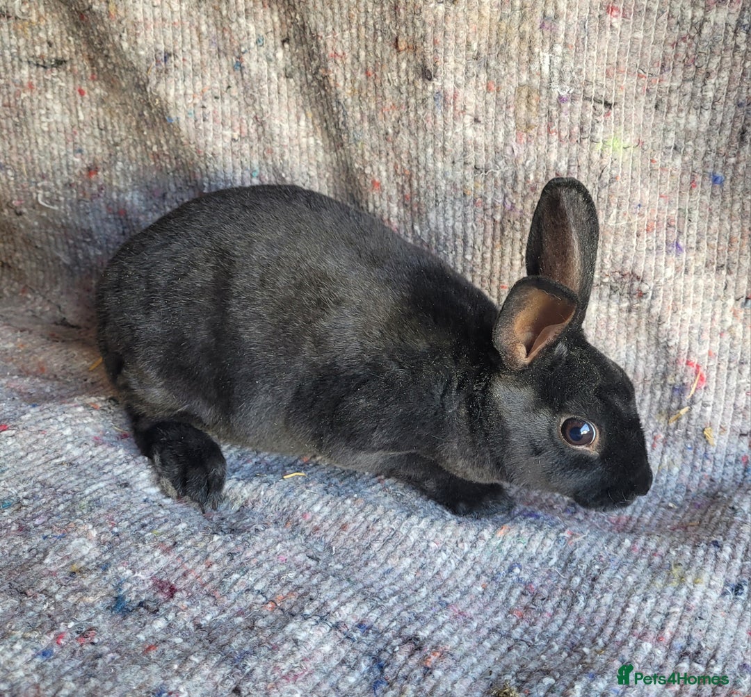 Rex rabbits for sale: 2 x stunning Mini Rex bucks  - Image 6