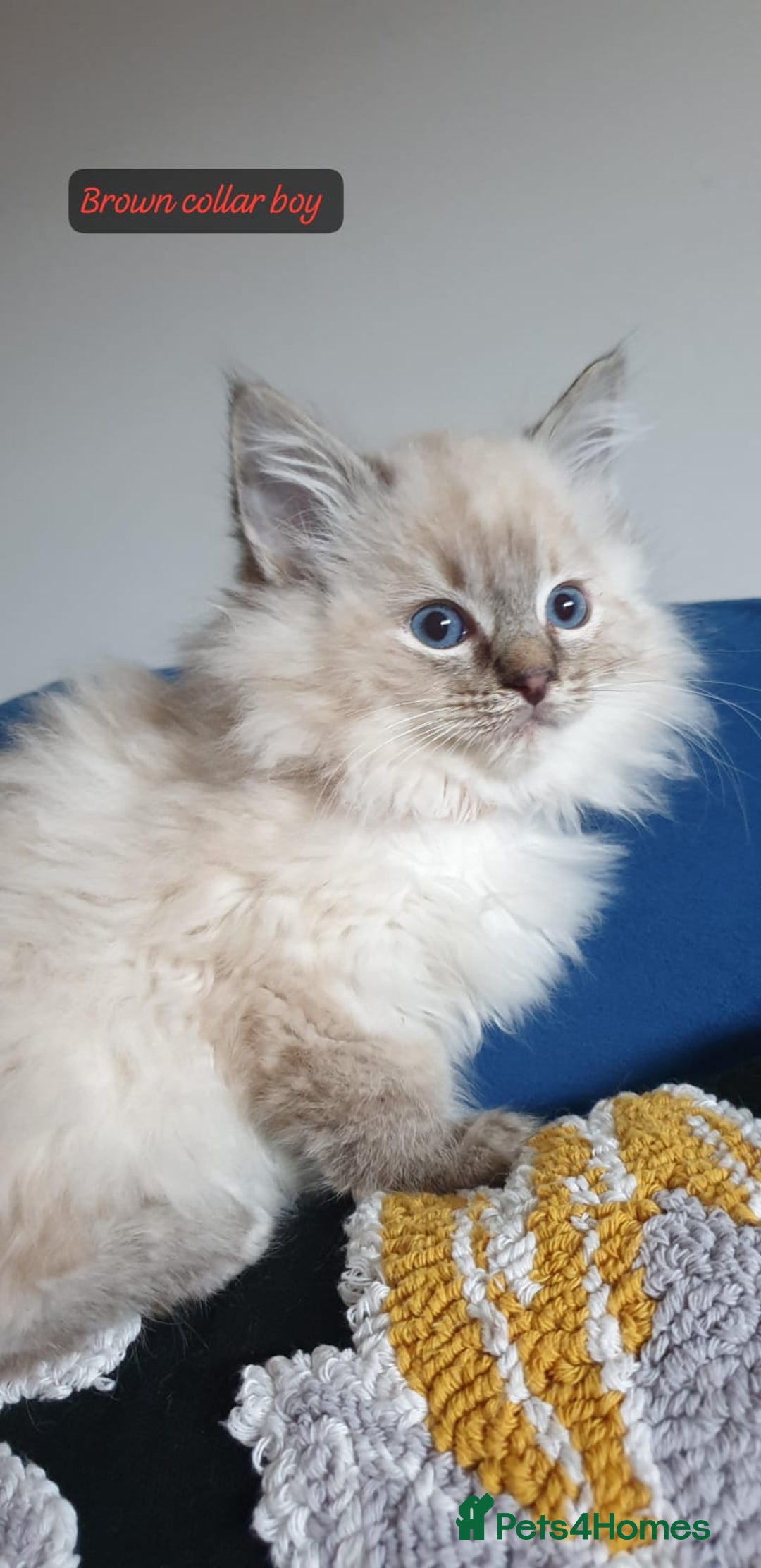 Ragdoll cats for sale: Absolutely Stunning GCCF Registered Kittens. - Advert 28