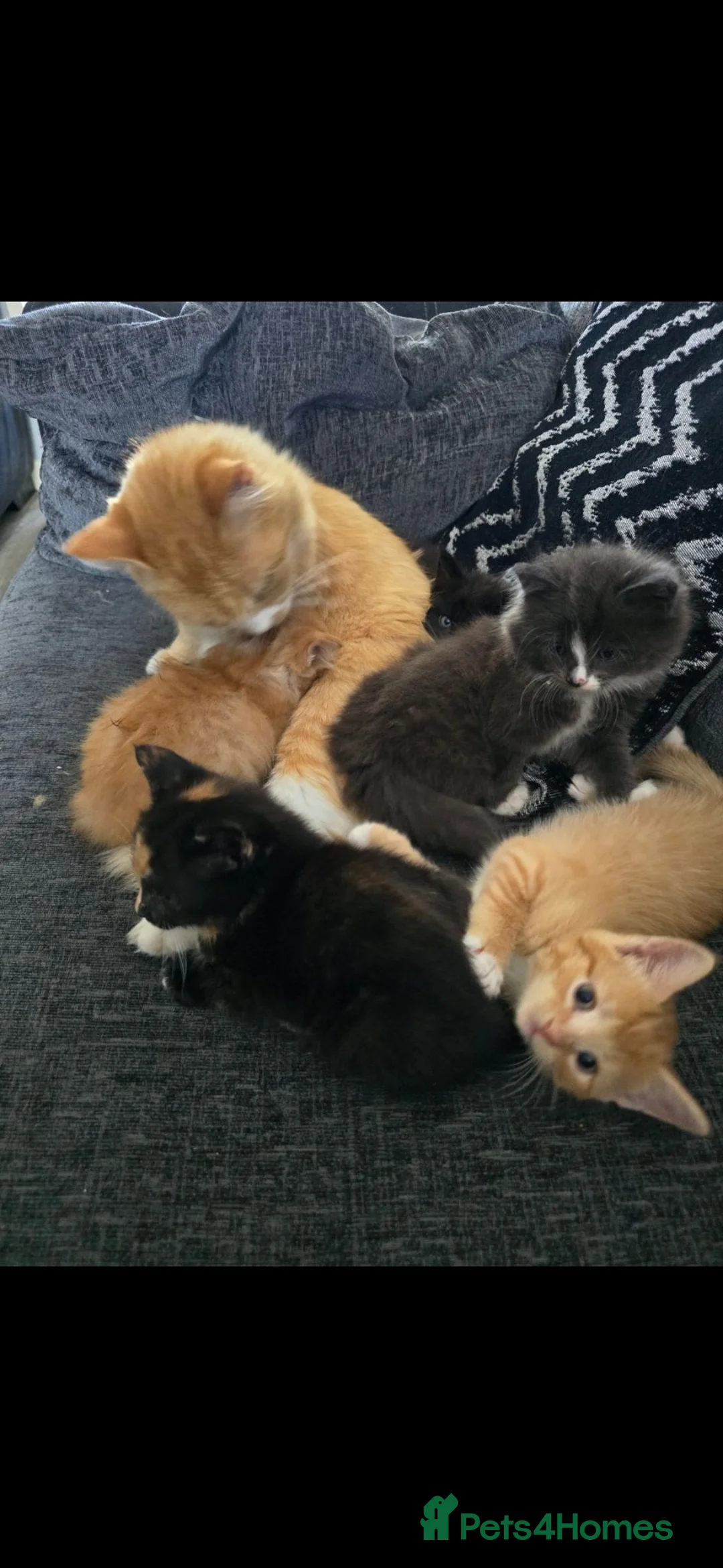 Mixed Breed cats for sale: 5 beautiful friendly kittens - Advert 31
