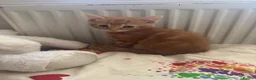 Mixed Breed cats for sale: Gorgeous Ginger mixed breed kittens.  in Salisbury - Advert 5