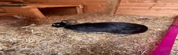 Mixed Breed rabbits for sale: 2 Female rabbits to be rehomed  - Advert 4
