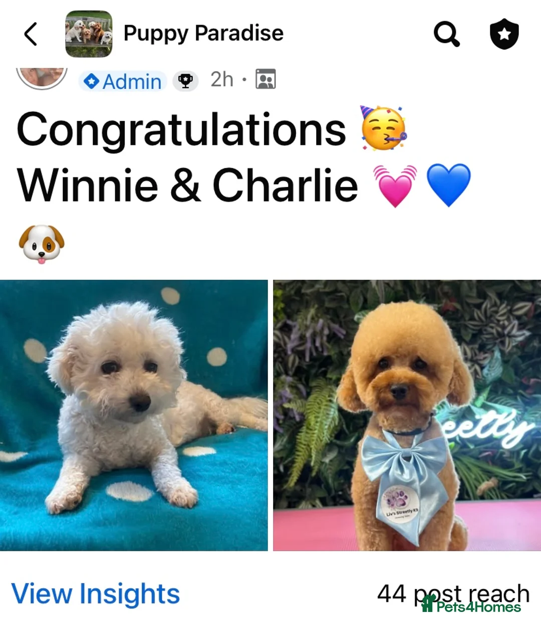 Toy Poodle dogs for stud: Charlie KC Toy poodle  extensively health tested  - Advert 21