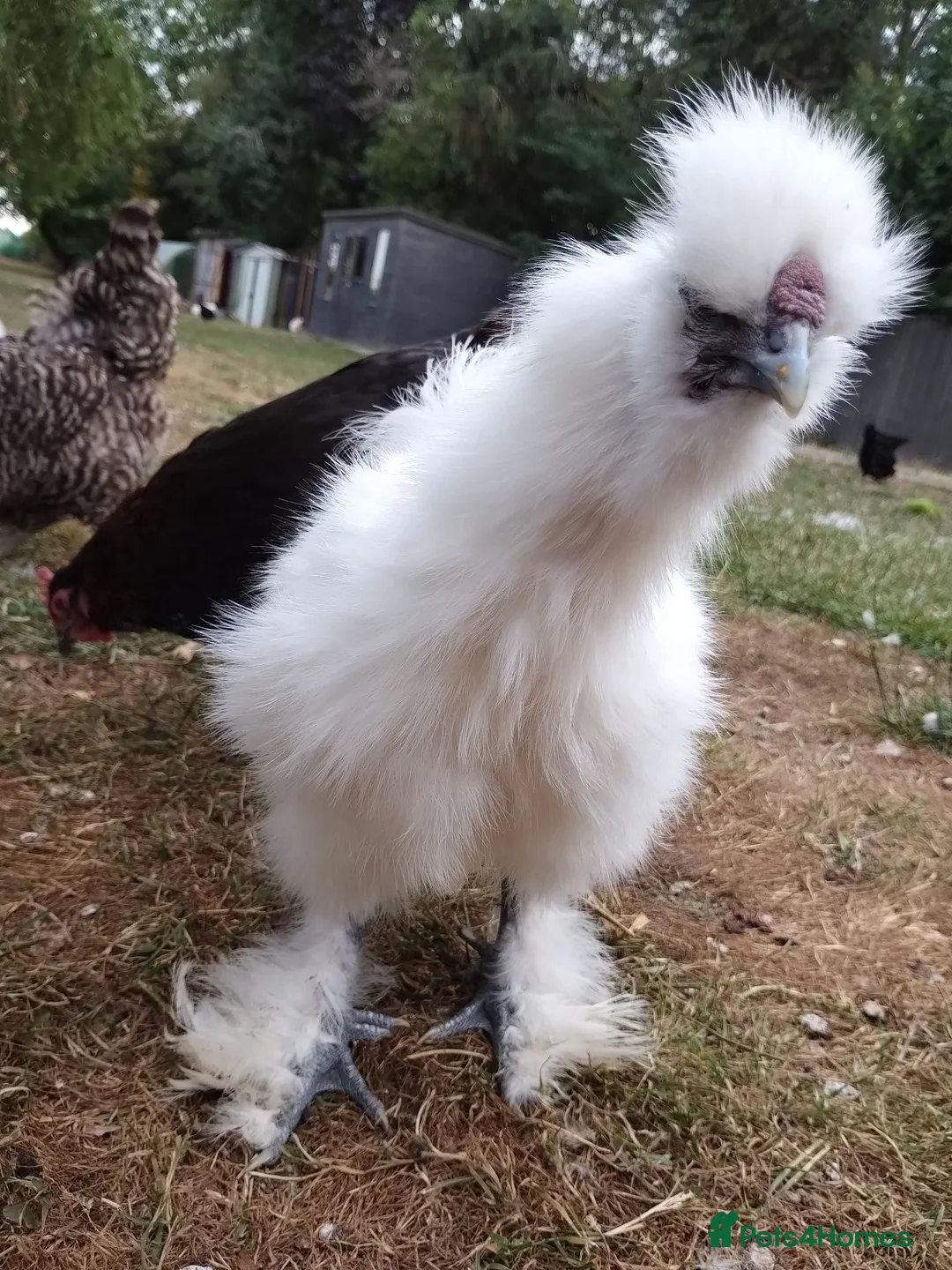Chickens poultry for sale: French Black Copper Marans and silkie Cockerels - Advert 6