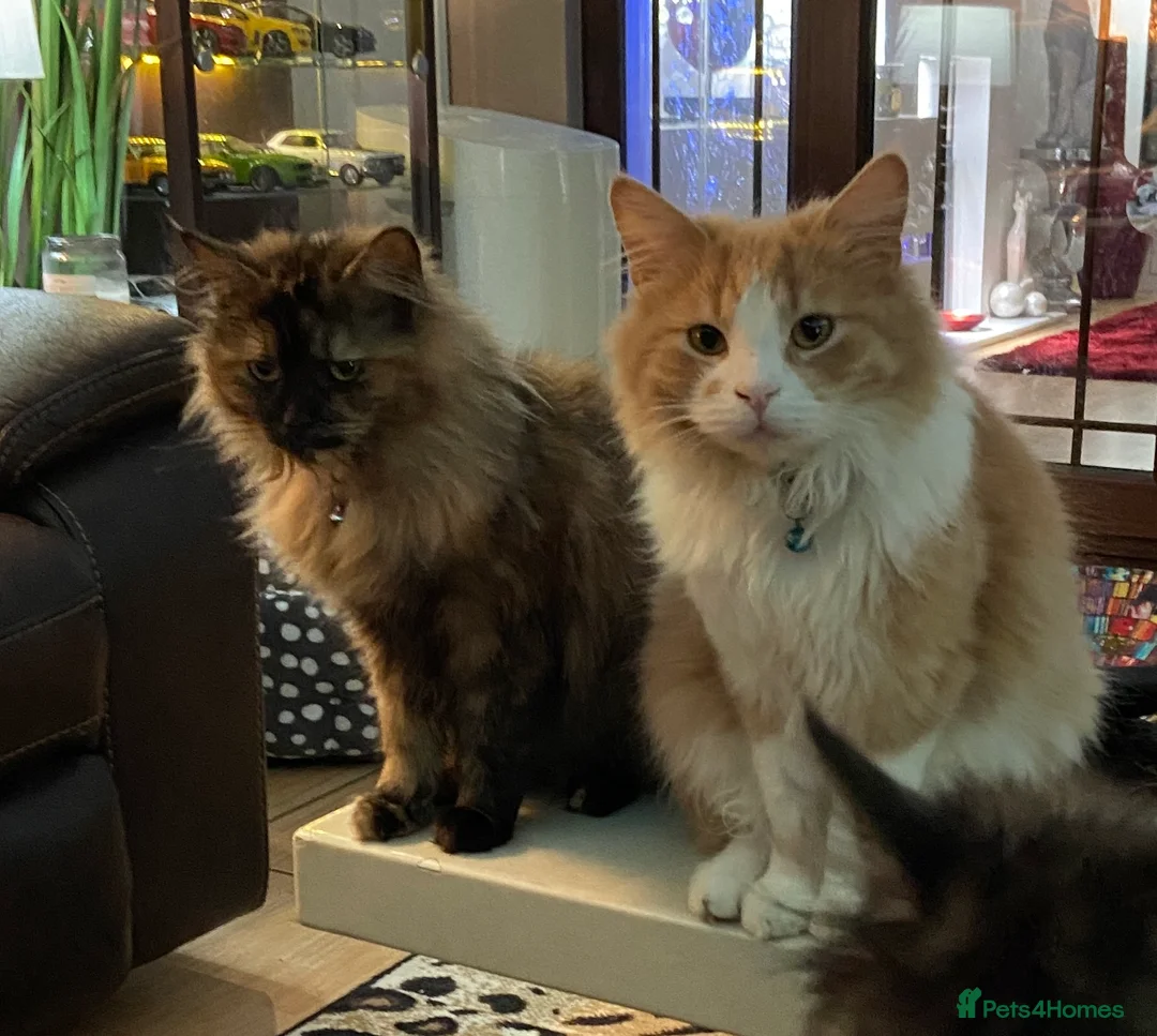 Mixed Breed cats for sale: MAIN COON MIX SIBLINGS  - Advert 1