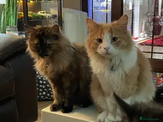 Mixed Breed cats MAIN COON MIX SIBLINGS - Advert 1