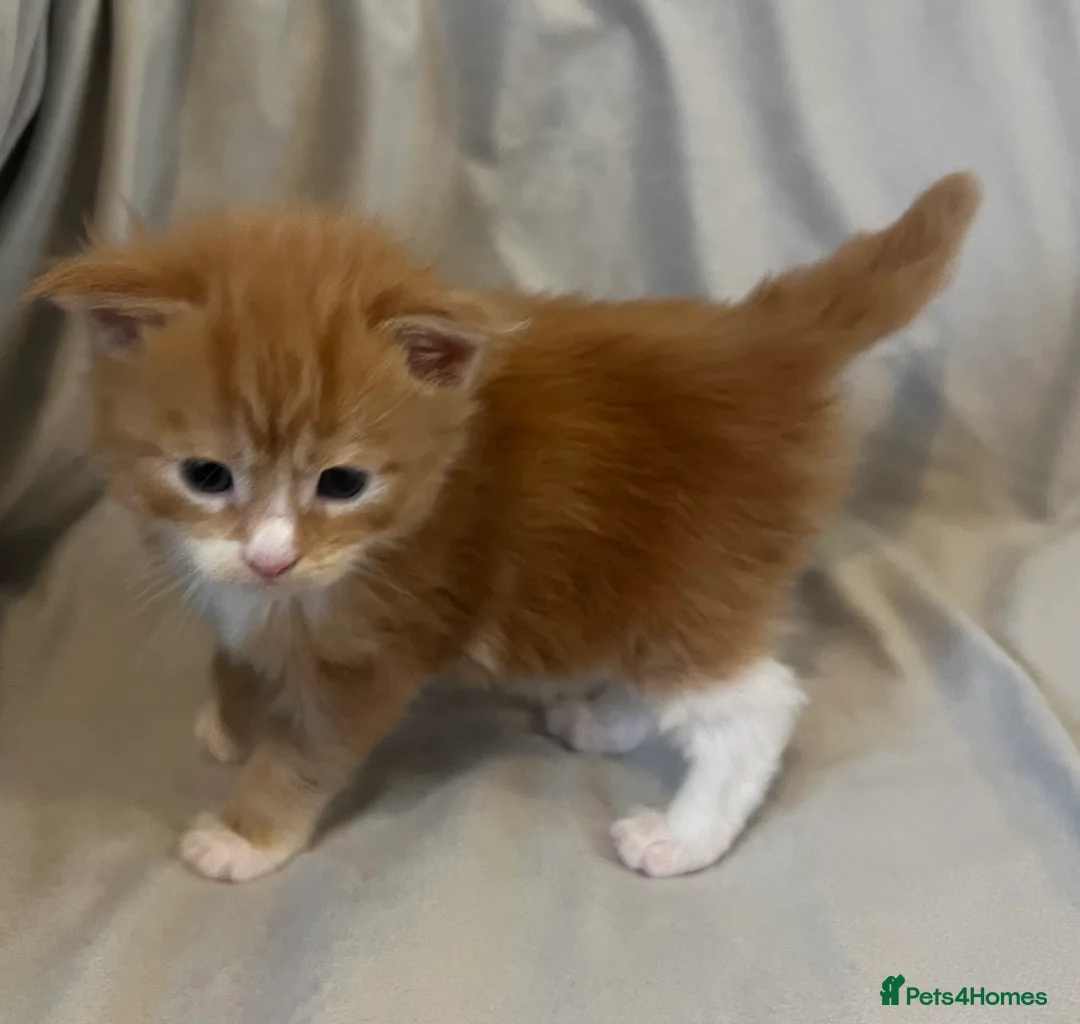 Maine Coon cats for sale: Beautiful and healthy litter of Maine coon kittens - Advert 27