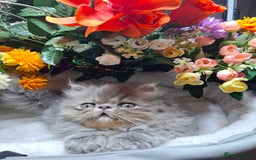 Persian cats for sale: Two beautiful boy kittens  - Image 9