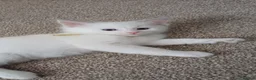 Ragdoll cats for sale: Pedigree ragdolls  in Southampton - Advert 6