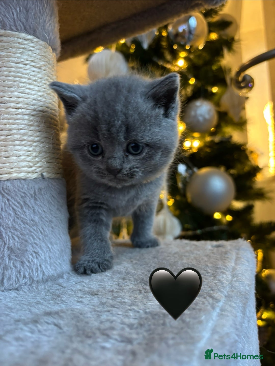 British Shorthair cats for sale: British Shorthair kittens  - Advert 24