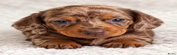 Miniature Dachshund dogs for sale: Miniature dachshund puppies - Advert 6