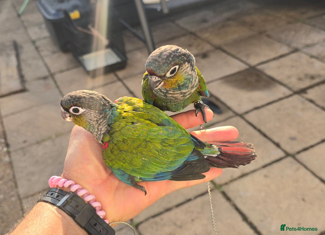 Conures birds for sale: Crimson bellied conure, handrear,silly tame - Image 2