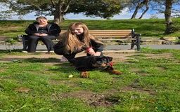 Rottweiler dogs for sale: Male Rottweiler Puppy 6 Months Old - Advert 5