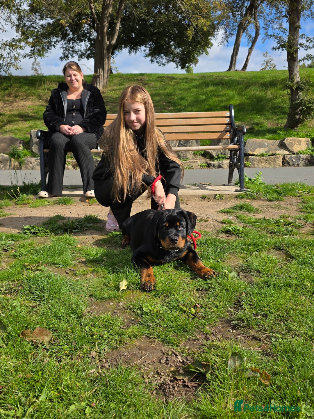 Rottweiler dogs for sale: Male Rottweiler Puppy 6 Months Old - Advert 5