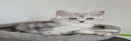 Maine Coon cats for sale: Tica registered maine coon kittens  - Advert 24