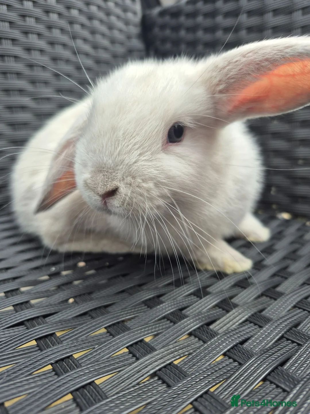 Mini Lop rabbits for sale: ❤️ READY TODAY! Pure Mini Lop Babies Boys & Girls  - Advert 9