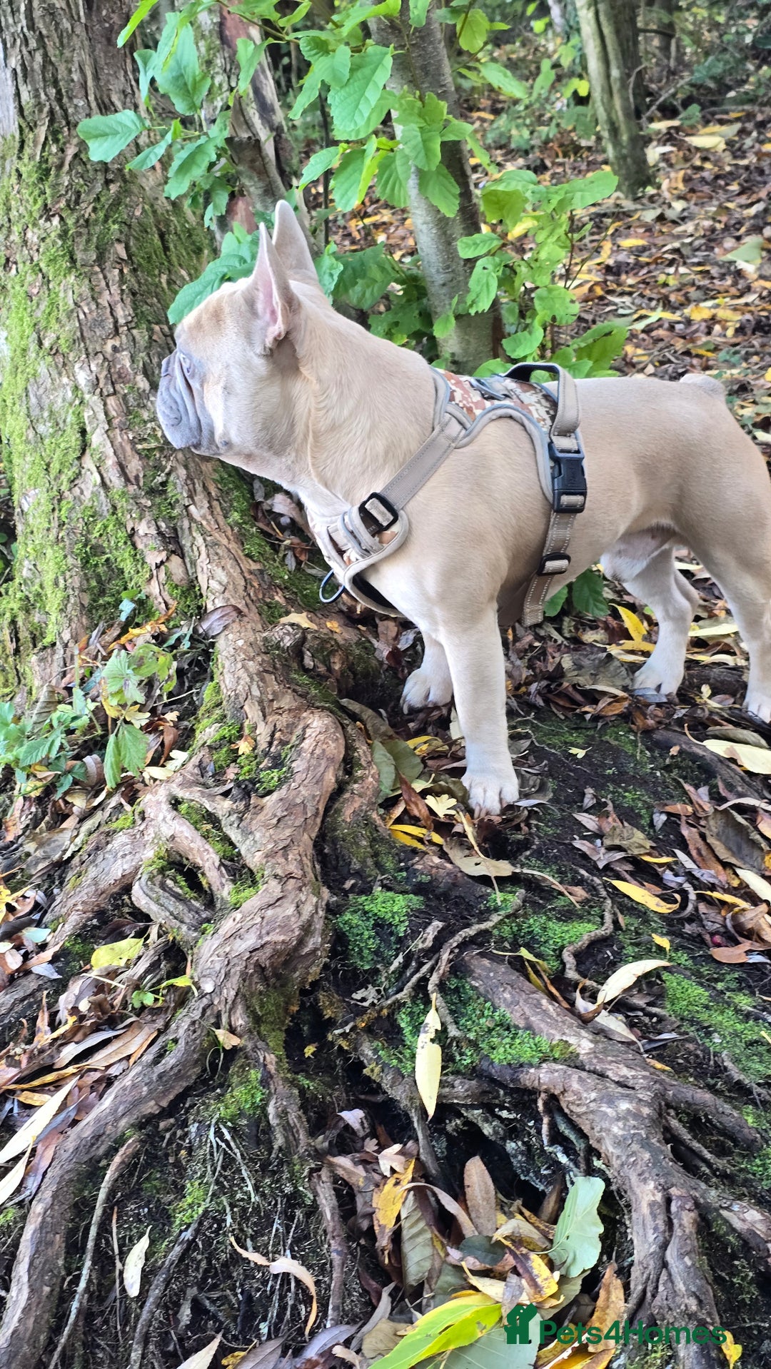 French Bulldog dogs for stud: ✨ FREDDY – ELITE LILAC STUD ✨ - Image 5