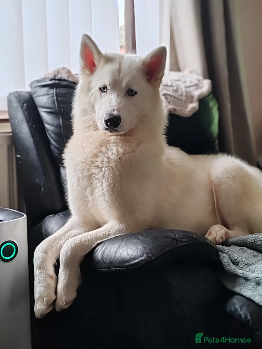 Siberian Husky dogs for sale: Stunning Siberian Huskies puppies  - Advert 2