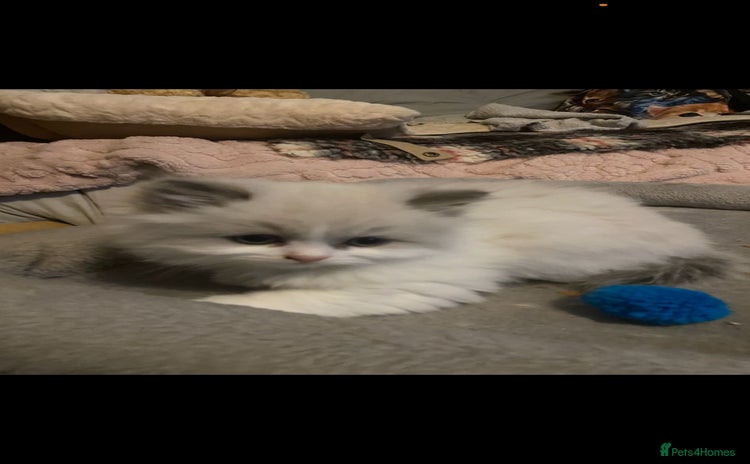 Ragdoll cats - Advert 1