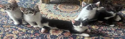 Mixed Breed cats for sale: 5 Scottish cross Kittens looking for a Home - Advert 1