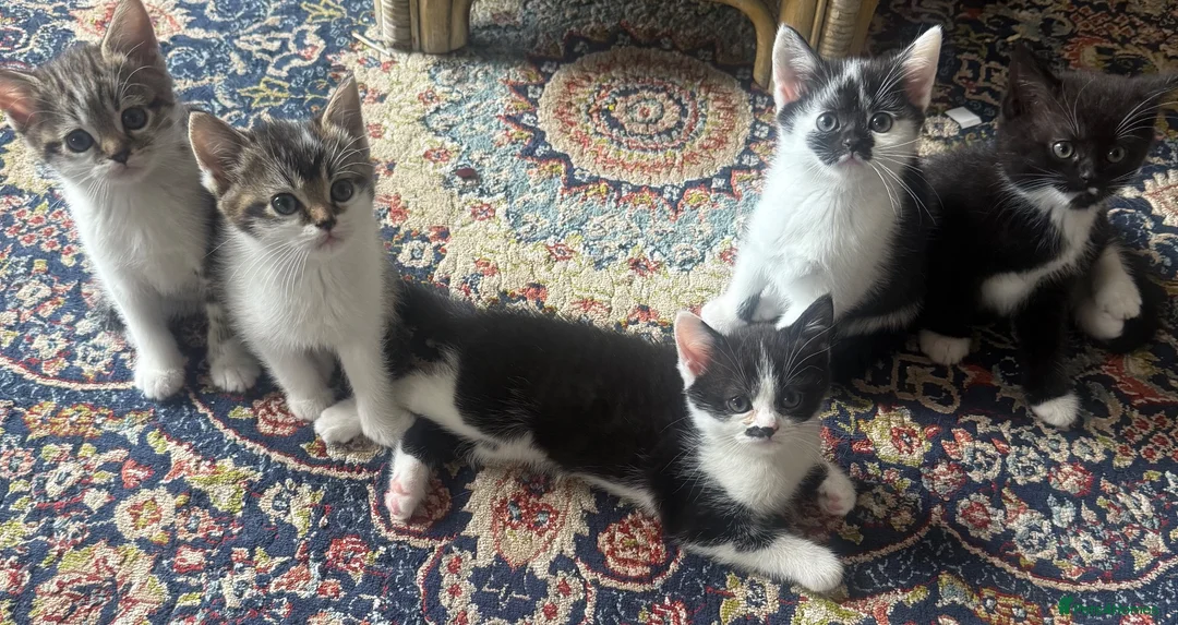 Mixed Breed cats for sale: 5 Scottish cross Kittens looking for a Home - Advert 1