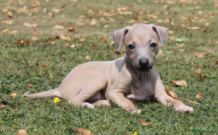 Italian Greyhound dogs - Advert 5