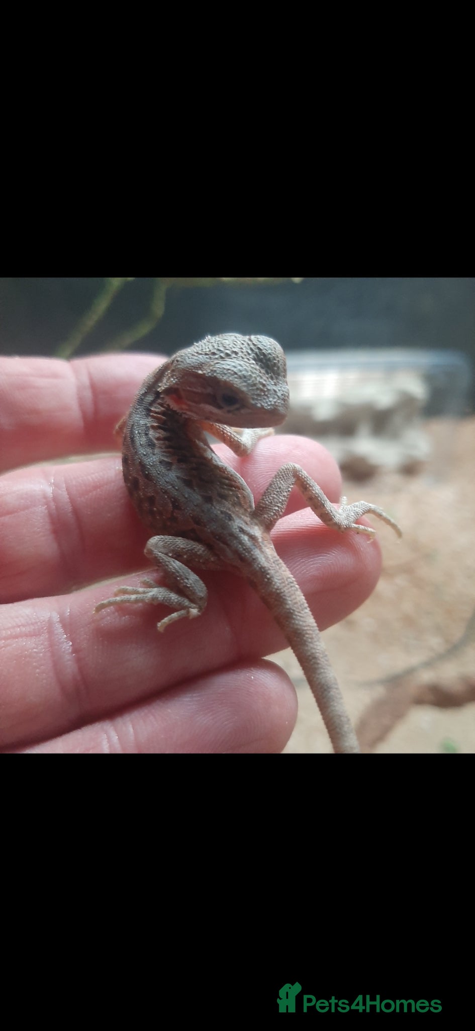 Bearded Dragon reptiles Beautiful Baby Bearded Dragons For Sale - Advert 2