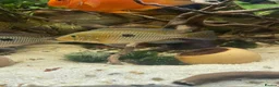 Cichlids fish for sale: Geophagus Brasiliensis, Surinamensis, Altifrons - Advert 2