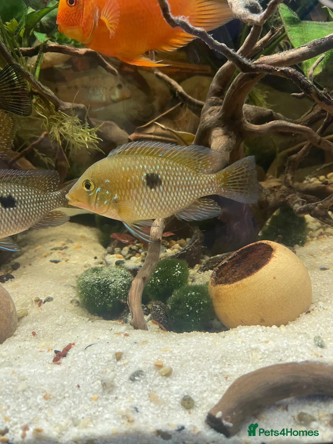 Cichlids fish for sale: Geophagus Brasiliensis, Surinamensis, Altifrons - Advert 2