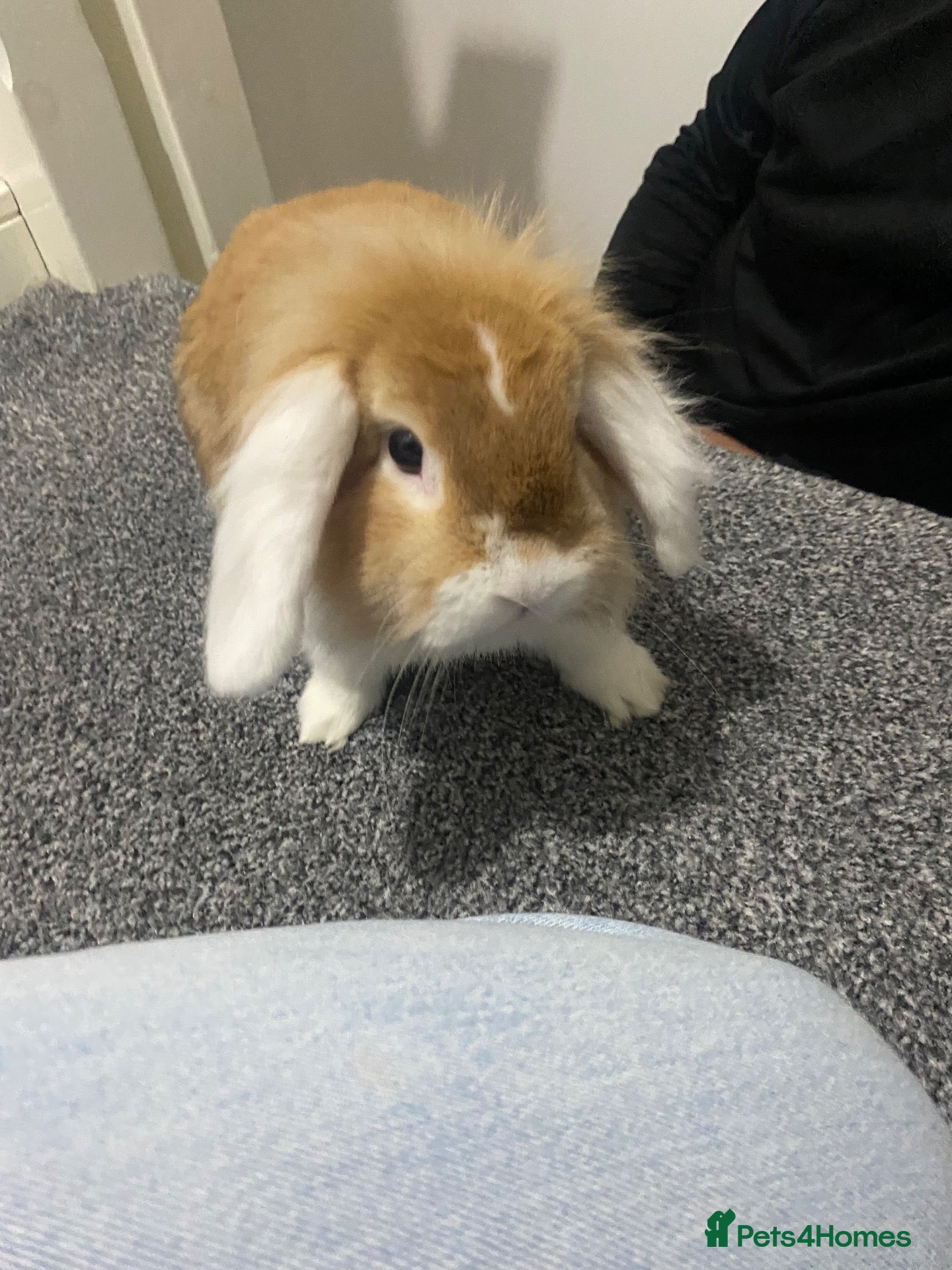 Mini Lop rabbits Mini lop Rabbit *Boy* 6 months old - Advert 1