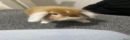Mini Lop rabbits for sale: Mini lop Rabbit *Boy* 6 months old - Advert 1