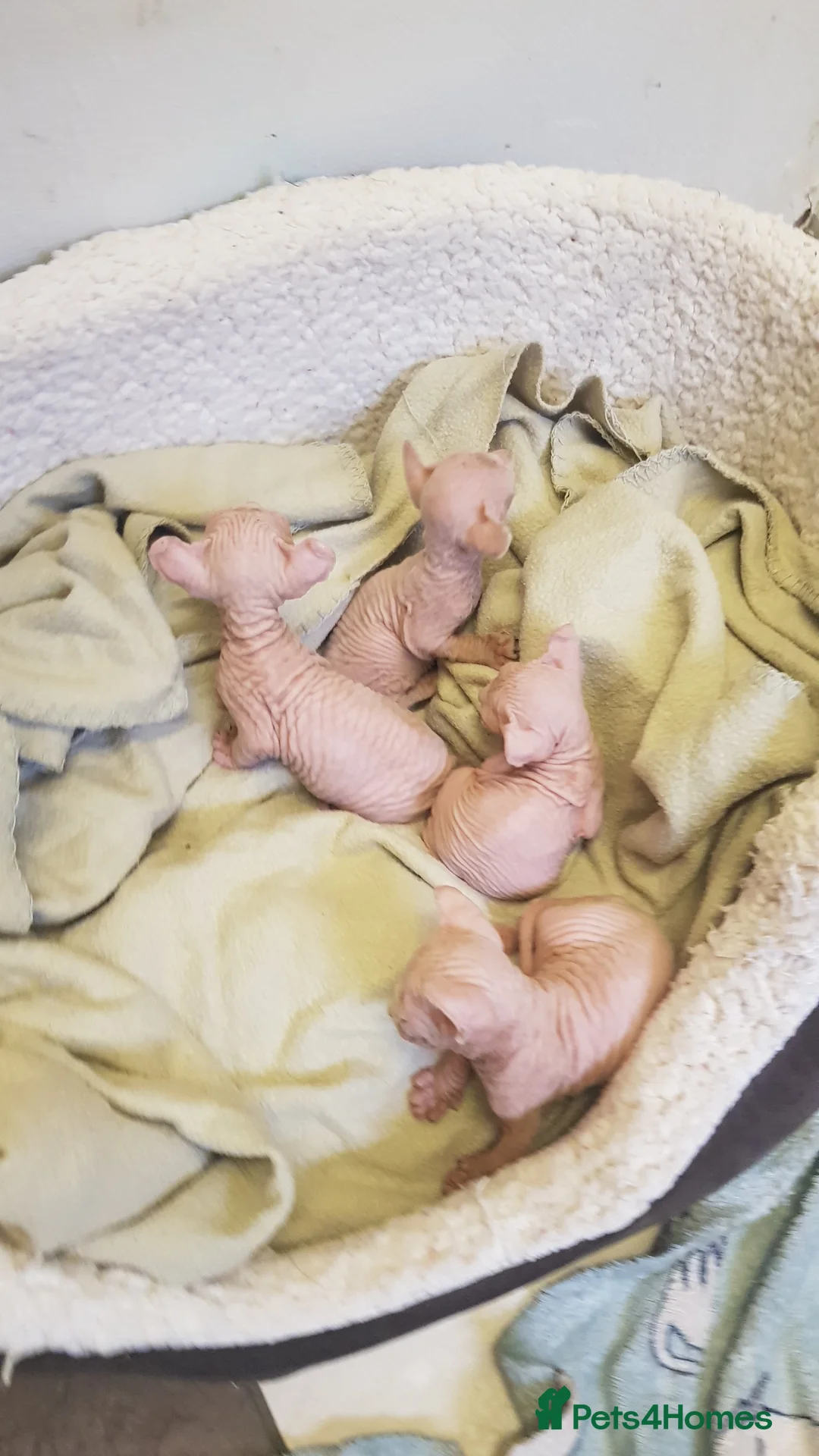 Sphynx cats for stud:  odd eyes shpynx elf ear STUD available.  in Colchester - Advert 10