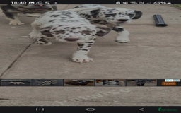 Dalmatian dogs for sale: Beautiful male dalmatians  - Image 5